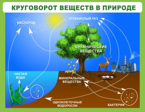 Стенд "Круговорот веществ" - fgospostavki.ru - Обнинск