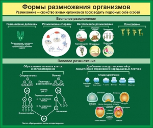 Стенд "Формы размножения организмов" - fgospostavki.ru - Обнинск