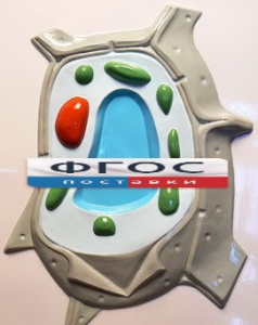 Модель барельефная "Растительная клетка" - fgospostavki.ru - Обнинск