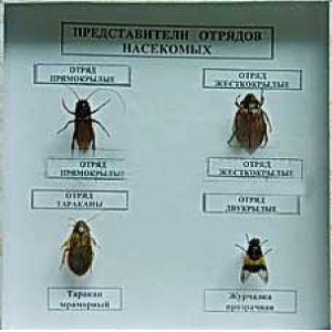 Коллекция энтомологическая "Представители отряда насекомых" - fgospostavki.ru - Обнинск