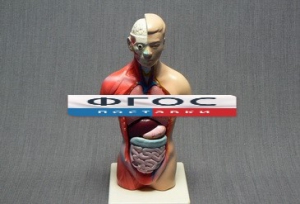 Модель Торс человека 42 сантиметра - fgospostavki.ru - Обнинск