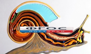 Модель барельефная "Внутреннее строение брюхоногого моллюска" - fgospostavki.ru - Обнинск