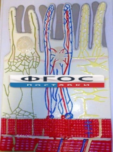 Модель барельефная "Ворсинка кишечная с сосудистым руслом" - fgospostavki.ru - Обнинск