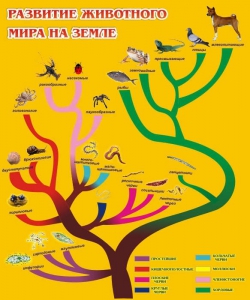Стенд "Развитие животного мира на земле" - fgospostavki.ru - Обнинск