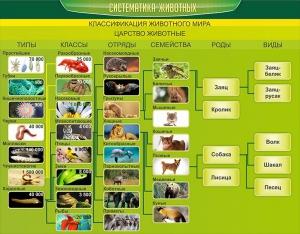 Стенд "Систематика животных" - fgospostavki.ru - Обнинск
