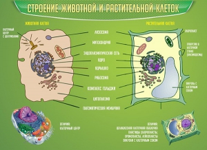 Стенд "Строение животной и растительной клеток" - fgospostavki.ru - Обнинск