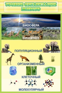 Стенд "Уровни организации живого" - fgospostavki.ru - Обнинск