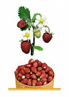 Комплект карточек "Запоминай, играй, считай" - Ягоды - fgospostavki.ru - Обнинск