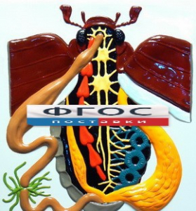 Модель барельефная "Внутреннее строение жука" - fgospostavki.ru - Обнинск