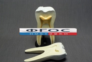 Модель "Строение зуба" - fgospostavki.ru - Обнинск