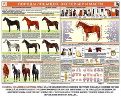 Комплект плакатов "Служебное коневодство" - fgospostavki.ru - Обнинск