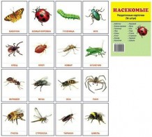 Раздаточные карточки "Насекомые" - fgospostavki.ru - Обнинск