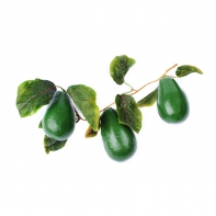 Ветка муляжей "Авокадо" - fgospostavki.ru - Обнинск