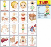 Раздаточные карточки "Тело человека" - fgospostavki.ru - Обнинск