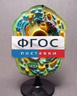 Модель "Клетка растения" - fgospostavki.ru - Обнинск