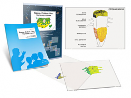 Комплект кодотранспарантов "Корень. Стебель. Лист (Внутреннее строение)" - fgospostavki.ru - Обнинск