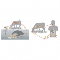 Модель-аппликация Цикл развития бычьего цепня и печеночного сосальщика - fgospostavki.ru - Обнинск