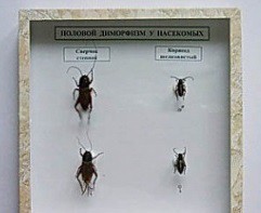 Коллекция энтомологическая "Половой диморфизм" - fgospostavki.ru - Обнинск