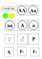 Модель-аппликация Моногибридное скрещивание и  его цитологические основы - fgospostavki.ru - Обнинск