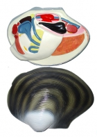 Модель "Беззубка" (двустворчатый моллюск) - fgospostavki.ru - Обнинск