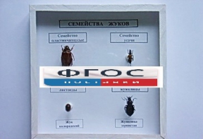 Коллекция "Семейство жуков" - fgospostavki.ru - Обнинск