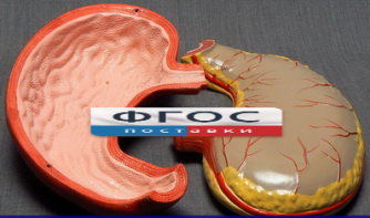 Модель "Желудок" - fgospostavki.ru - Обнинск