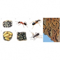 Модель-аппликация Муравьи. Устройство муравейника - fgospostavki.ru - Обнинск