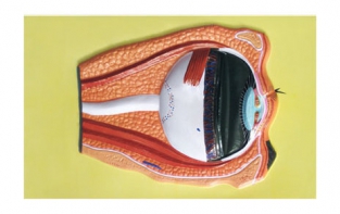 Модель барельефная "Строение глаза" - fgospostavki.ru - Обнинск