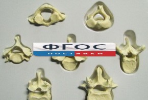 Модель "Позвонки" (из 7 штук) - fgospostavki.ru - Обнинск