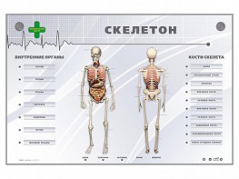 Электрифицированный стенд-тренажер "Скелетон" - fgospostavki.ru - Обнинск