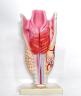 Модель "Гортань" - fgospostavki.ru - Обнинск
