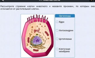 Интерактивные курсы. Биология 8 класс. Базовый - fgospostavki.ru - Обнинск