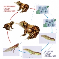 Модель-аппликация Цикл развития лягушки - fgospostavki.ru - Обнинск