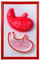 Барельефная модель "Желудок" - fgospostavki.ru - Обнинск