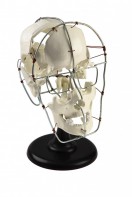 Кости черепа человека смонтированные - fgospostavki.ru - Обнинск