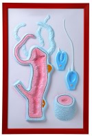 Барельефная модель "Строение гидры" - fgospostavki.ru - Обнинск