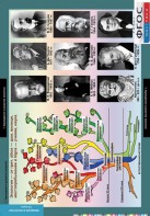 Комплект таблиц. Биология. Введение в экологию. - fgospostavki.ru - Обнинск