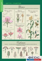 Комплект таблиц. Биология 6 класс. Растения, грибы, лишайники - fgospostavki.ru - Обнинск