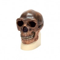 Модель черепа синантропа - fgospostavki.ru - Обнинск