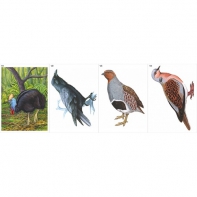 Модель-аппликация Многообразие хордовых. Птицы  - fgospostavki.ru - Обнинск