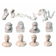 Набор моделей палеонтологических находок "Происхождение человека"	 - fgospostavki.ru - Обнинск