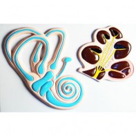 Модель барельефная "Ухо человека". Вариант 2 - fgospostavki.ru - Обнинск