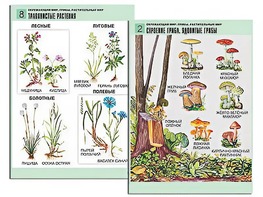 Комплект таблиц "Окружающий мир. Грибы. Растительный мир" (12 таблиц, А1, ламинированные) - fgospostavki.ru - Обнинск