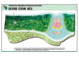 Рельефная таблица "Клеточное строение листа" (формат А1, матовое ламинирование) - fgospostavki.ru - Обнинск
