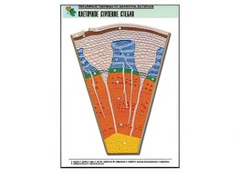 Рельефная таблица "Клеточное строение стебля" (формат А1, матовое ламинирование) - fgospostavki.ru - Обнинск
