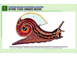Рельефная таблица "Внутреннее строение брюхоногого моллюска" (формат А1, матовое ламинирование) - fgospostavki.ru - Обнинск