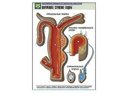 Рельефная таблица "Внутреннее строение гидры" - fgospostavki.ru - Обнинск