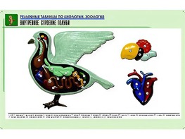 Рельефная таблица "Внутреннее строение голубя" (формат А1, матовое ламинирование) - fgospostavki.ru - Обнинск