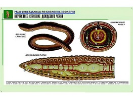 Рельефная таблица "Внутреннее строение дождевого червя" (формат А1, матовое ламинирование) - fgospostavki.ru - Обнинск