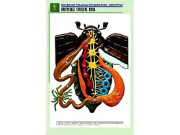Рельефная таблица "Внутреннее строение жука" (формат А1, матовое ламинирование) - fgospostavki.ru - Обнинск